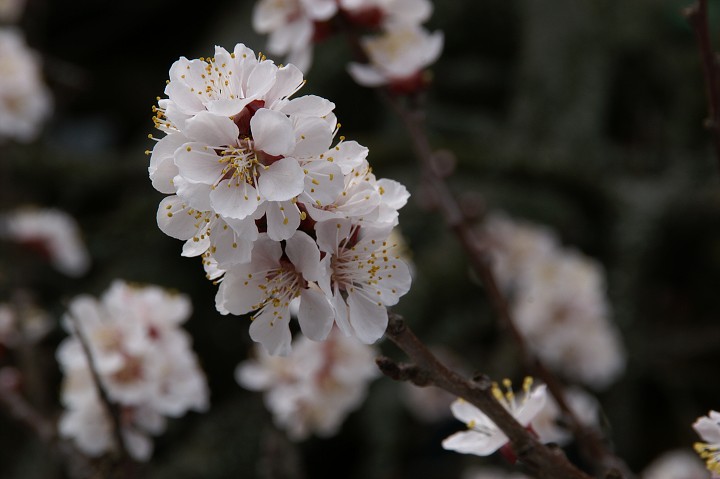 img00001.jpg