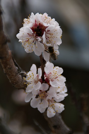 img00006.jpg