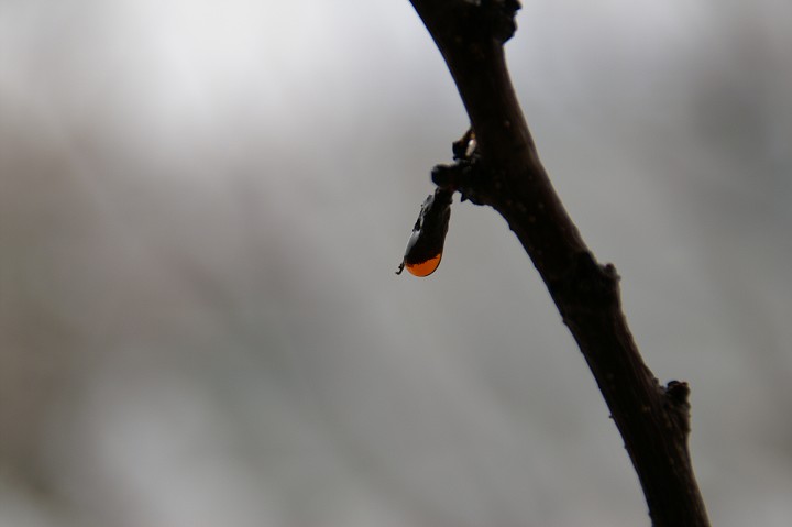 img00009.jpg