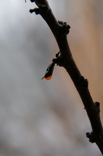 img00010.jpg